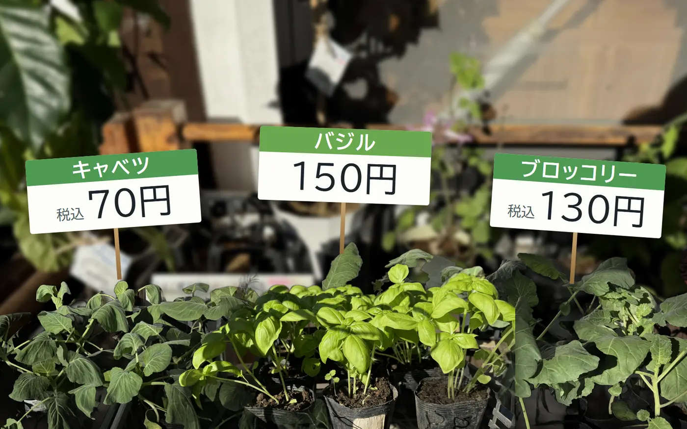 苗の棚の写真の手前に、キャベツ・バジル・ブロッコリーの苗の写真を切り抜いて並べ、売り場の値札の値段(キャベツ税込70円・バジル150円・ブロッコリー税込130円)を札にして添えた図(写真)